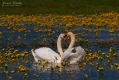 079_Biebrza - kwiecien 2011